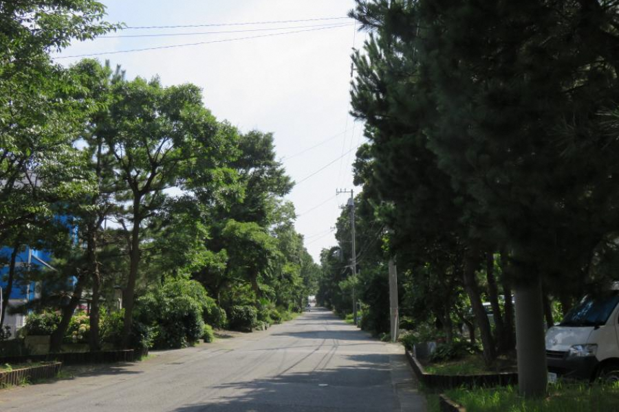 Kewai-zaka Matsu-namiki (Kewai hill lined with pine trees)