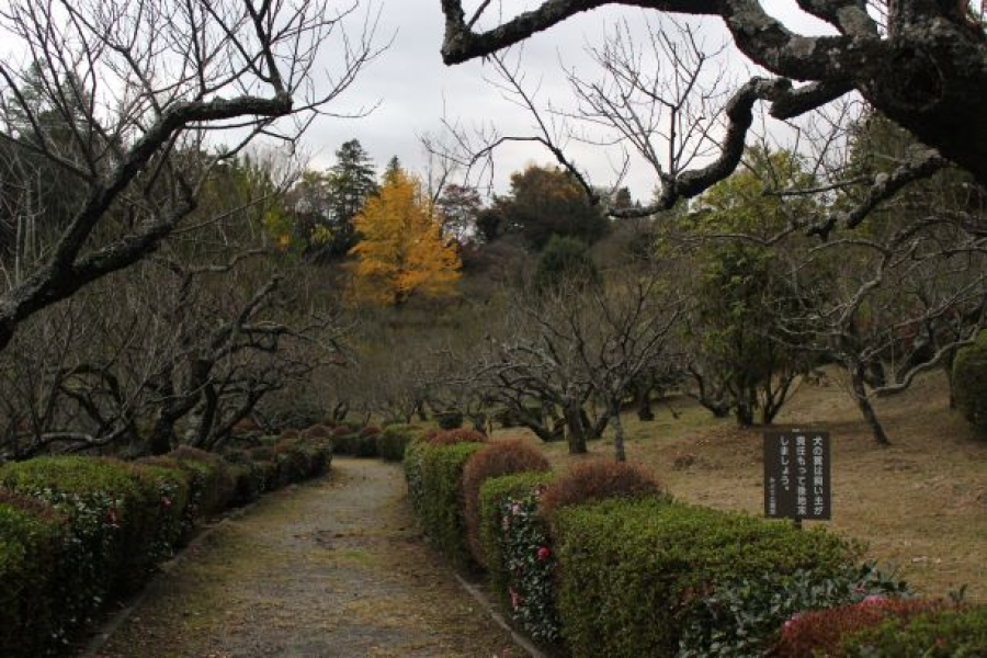 สวนพฤกษศาสตร์ซูจิมูระ 