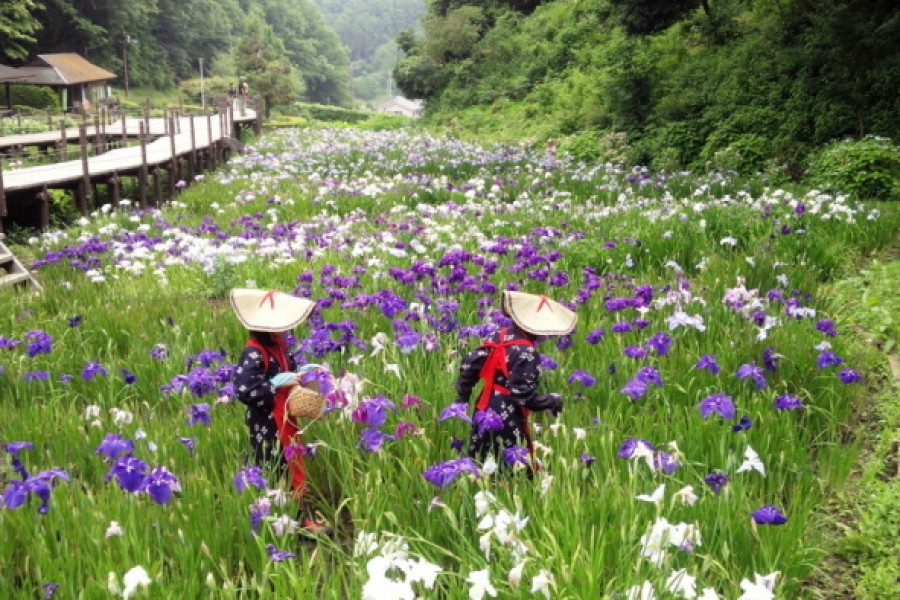 Les fleurs de Ninomiya