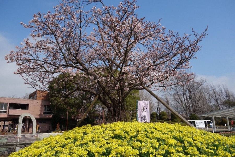 Tamanawazakura (cerezos en flor)