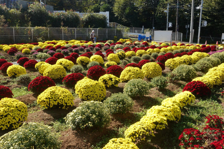 Jardin de Chrysanthems Tsuchiya