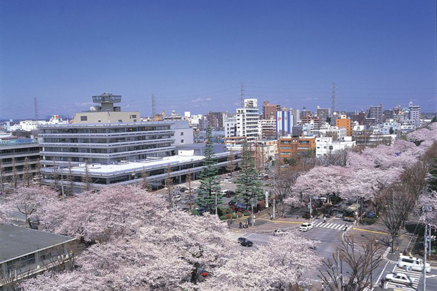 La rue des cerisiers en fleurs de la mairie de la ville Sagamihara