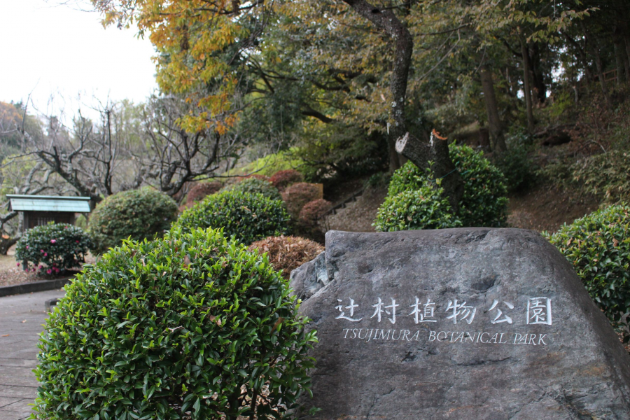 สวนพฤกษศาสตร์ซูจิมูระ 