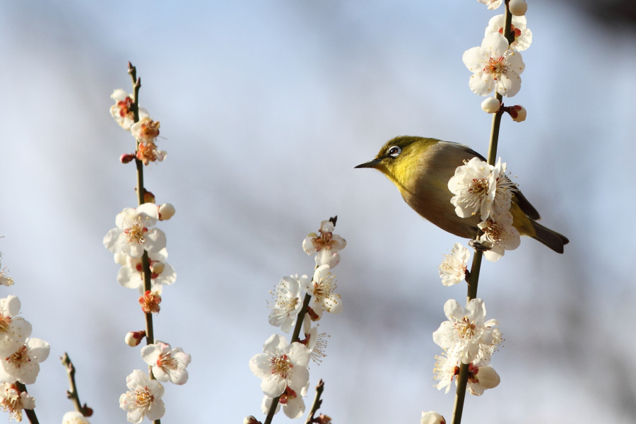 Yugawara Plum Grove "Banquet of Ume (Plums)"
