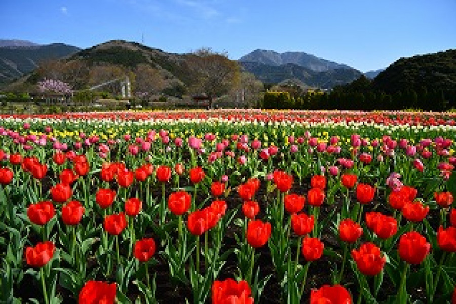 Parque Hadano Togawa de la Prefectura de Kanagawa