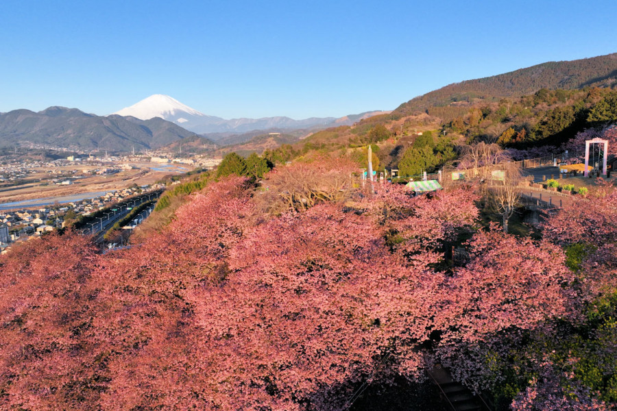 Matsuda Cherry Blossom Festival