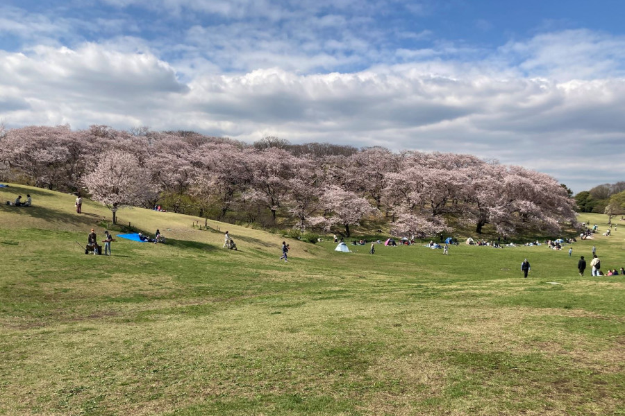 유다와라 벚꽃과 온천의 평화로운 날