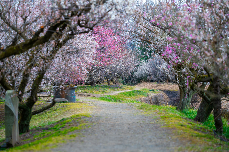 Odawara Plum Blossom Festival