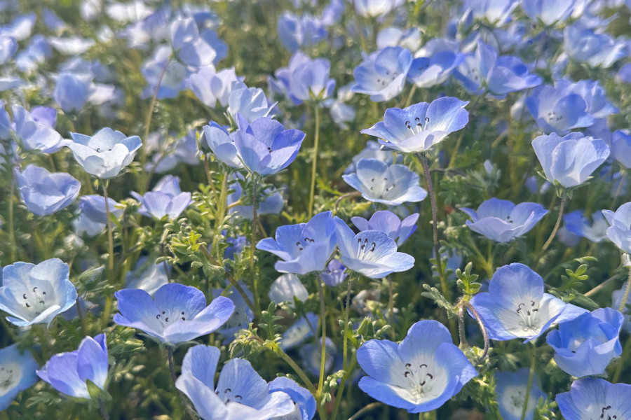 横須賀くりはま花の国