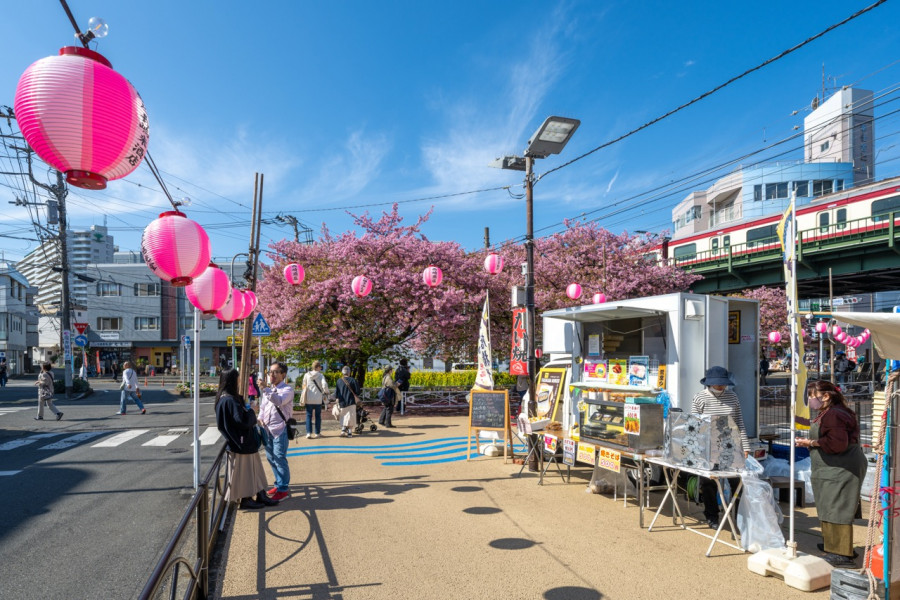 Miura Kaigan Cherry Blossom Festival