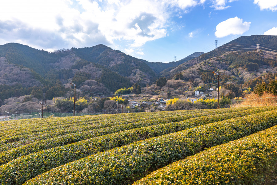 Yadoriki Wintersweet Garden (Yadoriki Wintersweet Festival)