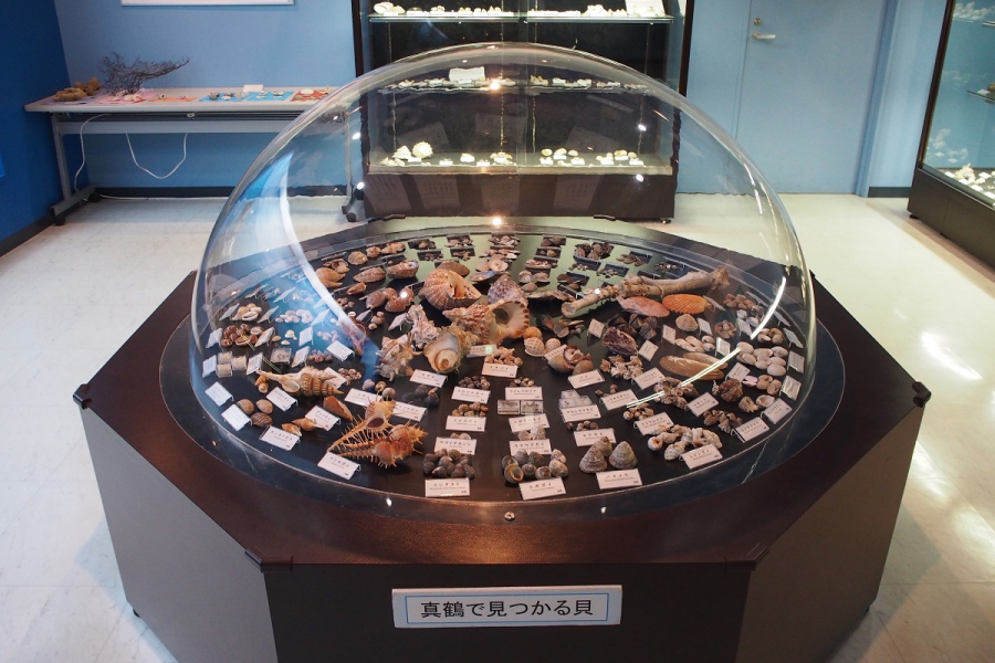 Museo de Conchas Endo de Manazuru
