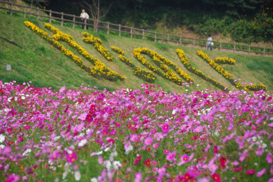 Parc floral Yokosuka Kurihama