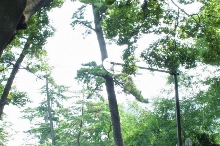 Antiguos árboles de pino de Tokaido (Oiso)