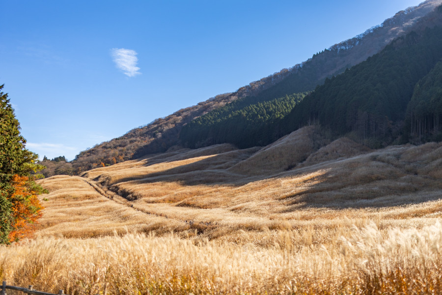 Đồng cỏ Sengokuhara Susuki