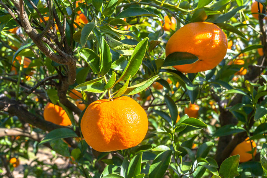Cueillette d'oranges à Tashiro-en