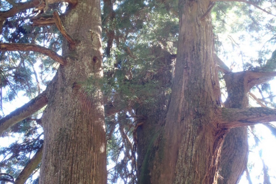 Meoto-sugi (couple cedar tree)