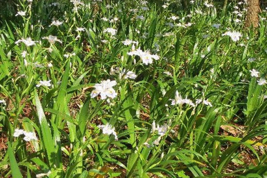 Jardin Endo Mahoroba no Sato Fujisawa Calanthe-Lily