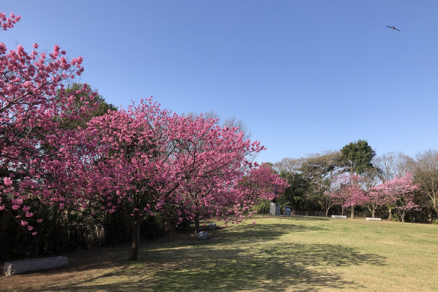 Un rápido paseo por los parques y jardines de Yokohama