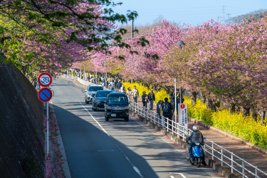 Miura Kaigan Cherry Blossom Festival