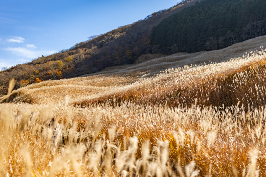 Đồng cỏ Sengokuhara Susuki