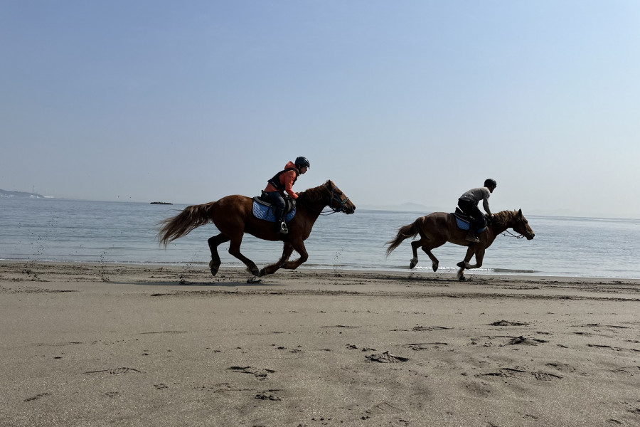 三浦海岸的騎馬農場