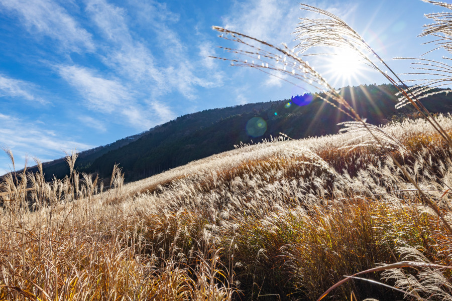 Đồng cỏ Sengokuhara Susuki