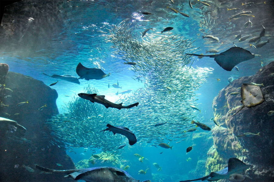 Aquarium d'Enoshima