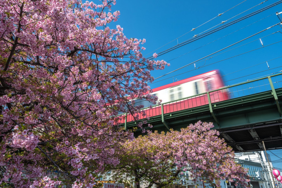 Miura Kaigan Cherry Blossom Festival
