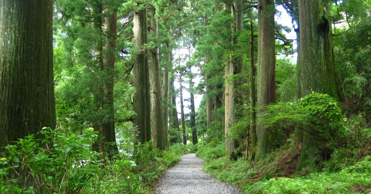 Old Hakone Highway Cedar-lined Road - Destinations - Tokyo Day Trip