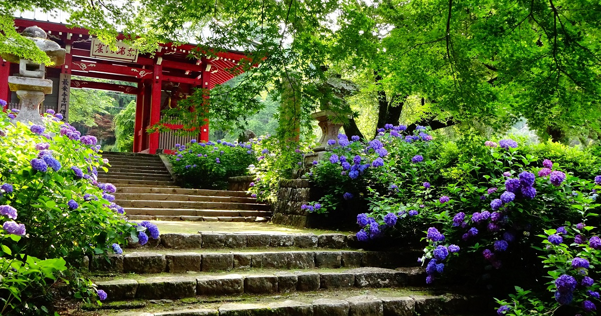 大雄山最乗寺 - 目的地 - Tokyo Day Trip