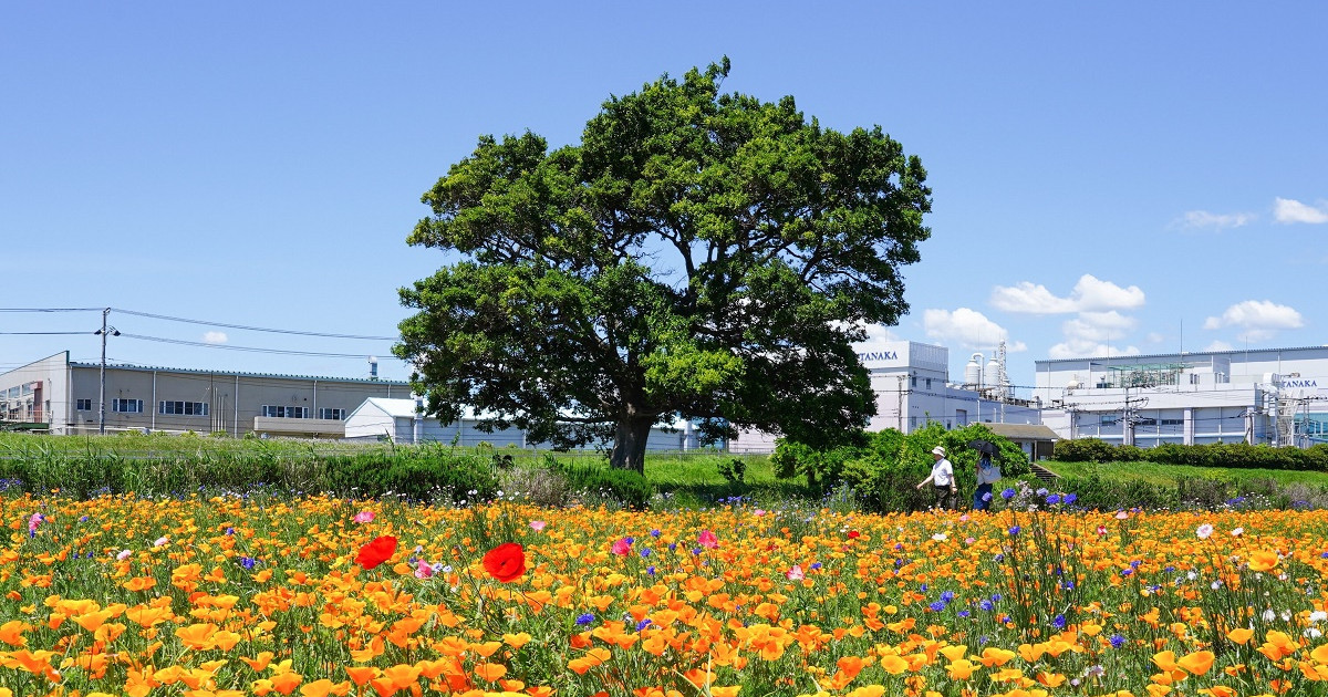 イシックス馬入公園 お花畑 エリア Tokyo Day Trip 東京から神奈川への日帰り旅行