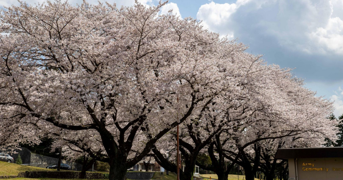 在日米陸軍キャンプ座間桜まつり（お花見） - 目的地 - Tokyo Day Trip