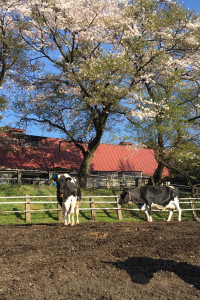 Hattori Ranch