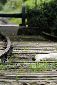 Sendero verde de Ichinomiya