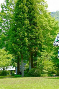 Hakone Open-Air Museum