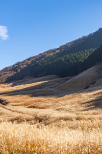 Đồng cỏ Sengokuhara Susuki