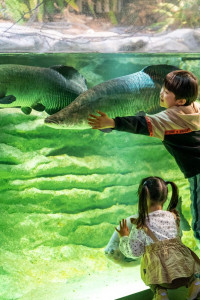 カワスイ　川崎水族館