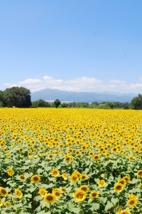 Campo de girasoles de Zama