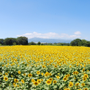 Zama Sunflower Field